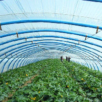 農(nóng)業(yè)大棚